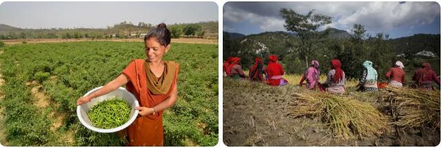 Nepal Agriculture