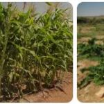 Somalia Agriculture, Fishing and Forestry